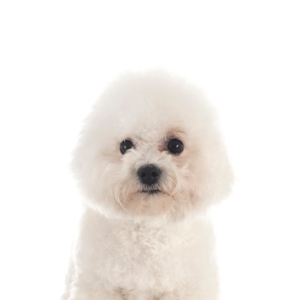Petland Hoffman Estates, IL Bichon Frise