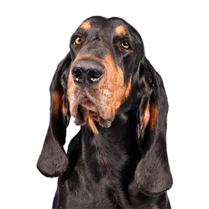 Petland Hoffman Estates, IL Black and Tan Coonhound