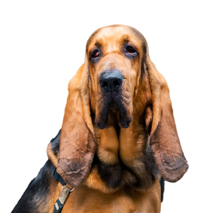 Petland Hoffman Estates, IL Bloodhound