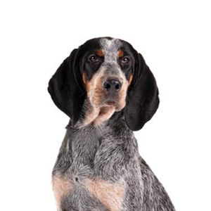 Petland Hoffman Estates, IL Bluetick Coonhound