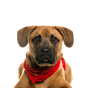 Petland Hoffman Estates, IL Boggle