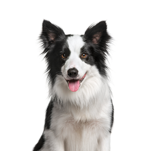 Petland Hoffman Estates, IL Border Collie