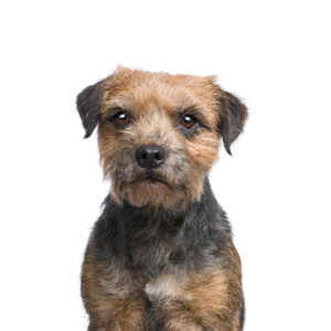 Petland Hoffman Estates, IL Border Terrier