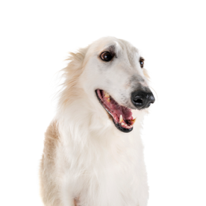 Petland Hoffman Estates, IL Borzoi