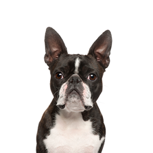 Petland Hoffman Estates, IL Boston Terrier