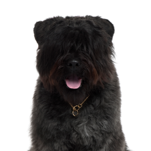 Petland Hoffman Estates, IL Bouvier des Flandres