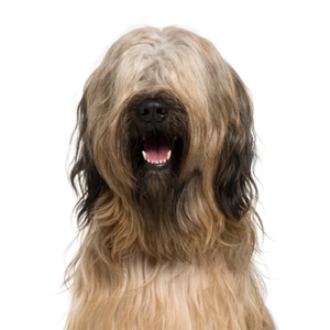 Petland Hoffman Estates, IL Briard