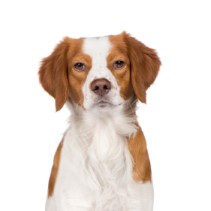 Petland Hoffman Estates, IL Brittany