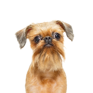 Petland Hoffman Estates, IL Brussels Griffon