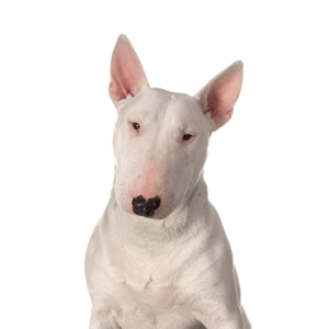 Petland Hoffman Estates, IL Bull Terrier