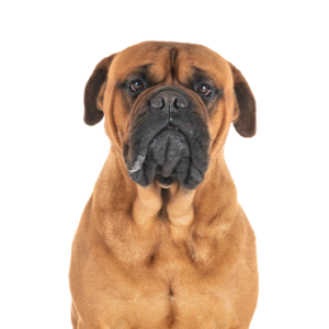 Petland Hoffman Estates, IL Bullmastiff