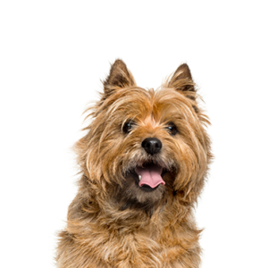 Petland Hoffman Estates, IL Cairn Terrier