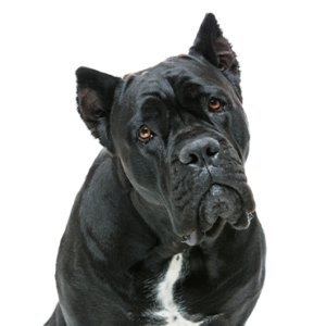 Petland Hoffman Estates, IL Cane Corso