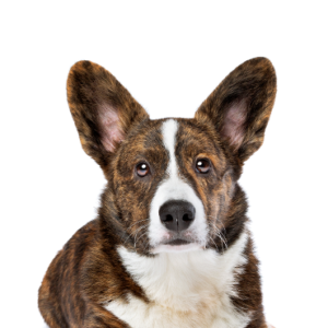 Petland Hoffman Estates, IL Cardigan Welsh Corgi