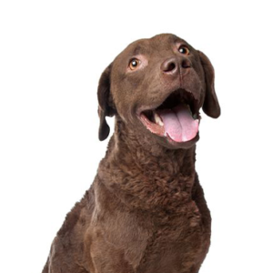 Petland Hoffman Estates, IL Chesapeake Bay Retriever