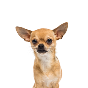 Petland Hoffman Estates, IL Chihuahua