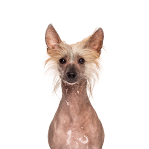 Petland Hoffman Estates, IL Chinese Crested
