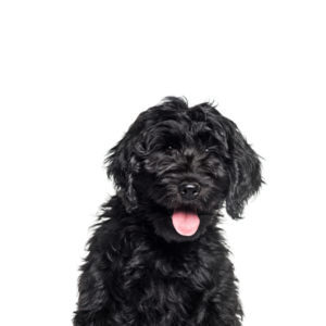 Petland Hoffman Estates, IL Cockapoo
