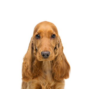 Petland Hoffman Estates, IL Cocker Spaniel