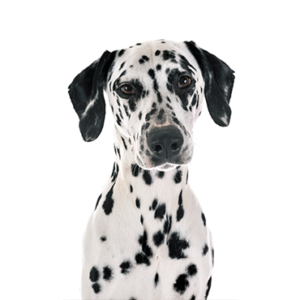 Petland Hoffman Estates, IL Dalmatian