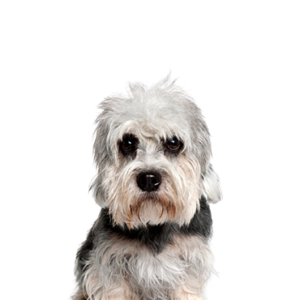 Petland Hoffman Estates, IL Dandie Dinmont Terrier
