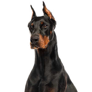 Petland Hoffman Estates, IL Doberman Pinscher