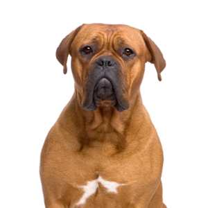 Petland Hoffman Estates, IL Dogue de Bordeaux