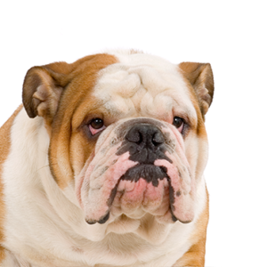 Petland Hoffman Estates, IL English Bulldog
