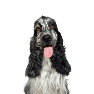 Petland Hoffman Estates, IL English Cocker Spaniel