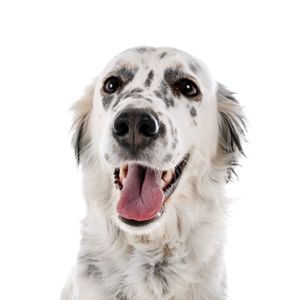 Petland Hoffman Estates, IL English Setter