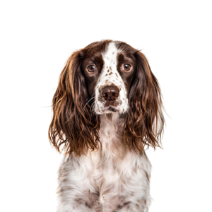 Petland Hoffman Estates, IL English Springer Spaniel