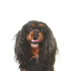 Petland Hoffman Estates, IL English Toy Spaniel