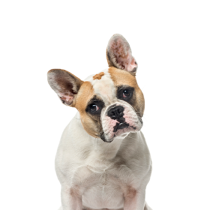 Petland Hoffman Estates, IL French Bulldog
