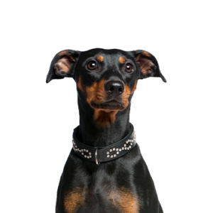 Petland Hoffman Estates, IL German Pinscher