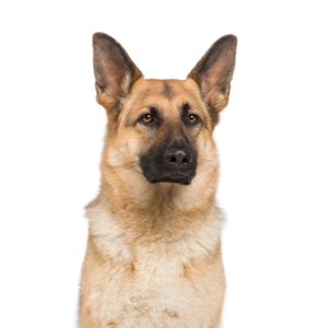 Petland Hoffman Estates, IL German Shepherd