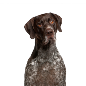 Petland Hoffman Estates, IL German Shorthaired Pointer