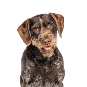 Petland Hoffman Estates, IL German Wirehaired Pointer