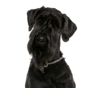 Petland Hoffman Estates, IL Giant Schnauzer
