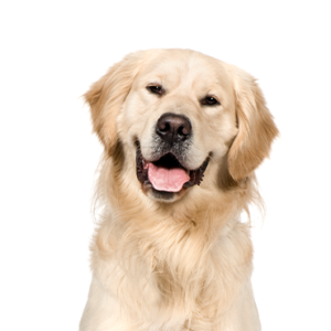 Petland Hoffman Estates, IL Golden Retriever