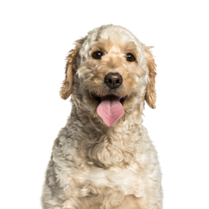 Petland Hoffman Estates, IL Goldendoodle