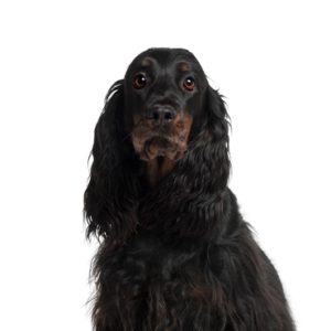 Petland Hoffman Estates, IL Gordon Setter