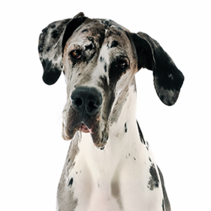 Petland Hoffman Estates, IL Great Dane