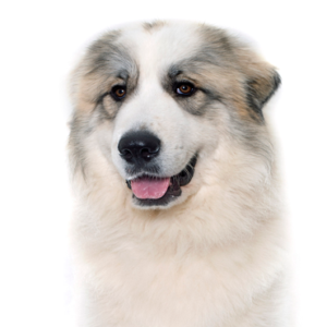 Petland Hoffman Estates, IL Great Pyrenees