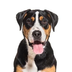 Petland Hoffman Estates, IL Great Swiss Mountain Dog
