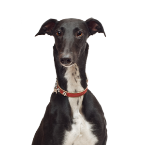 Petland Hoffman Estates, IL Greyhound