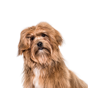 Petland Hoffman Estates, IL Havanese