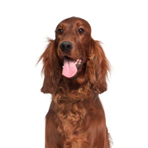Petland Hoffman Estates, IL Irish Setter