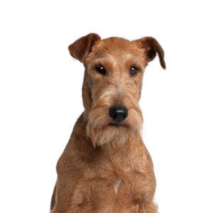 Petland Hoffman Estates, IL Irish Terrier