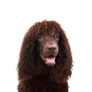 Petland Hoffman Estates, IL Irish Water Spaniel