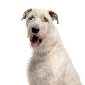 Petland Hoffman Estates, IL Irish Wolfhound